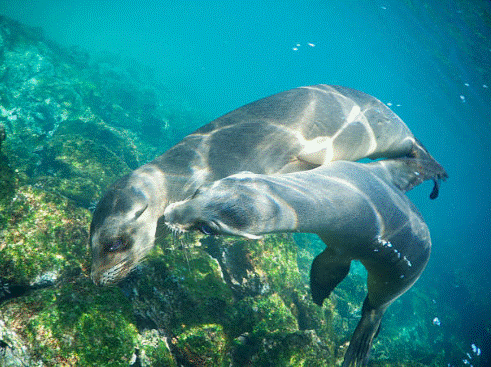 Hải cẩu có đời sống tình dục vô cùng phong phú